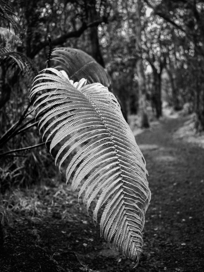 Monochrome — 18